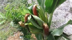LOS MAYAS (FLORA)
