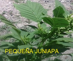 juniapa